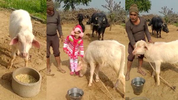 Xbuffalobornwhitechild 1642750821.jpg.pagespeed.ic .7cq8T X2Mu