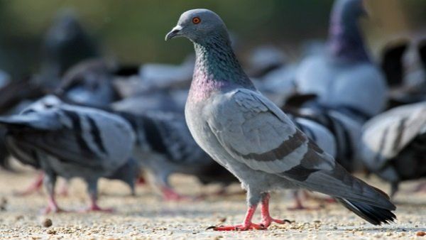 Xpigeons1 1641804197.jpg.pagespeed.ic .Amj2qupfN7