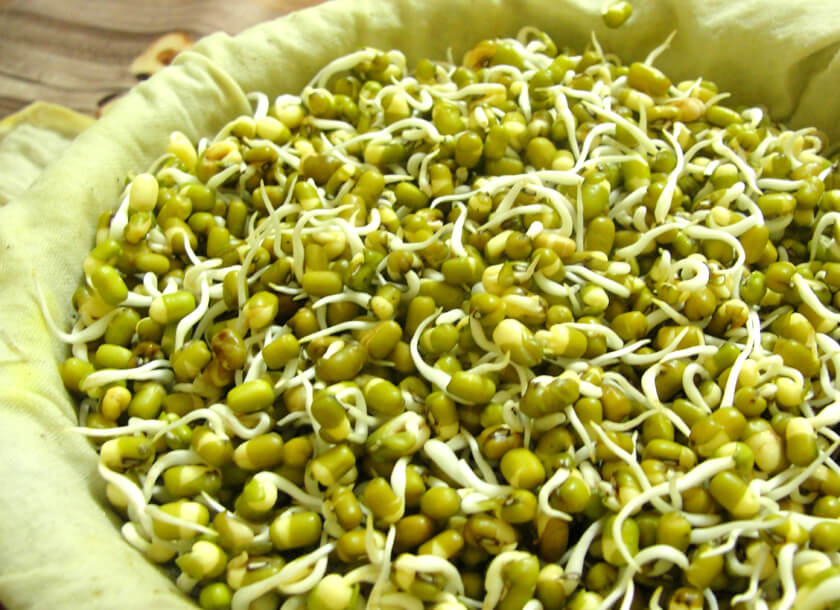 16 47 459792251sprout mung beans ll 1