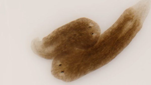 Xflatworm22 1643813077.jpg.pagespeed.ic .8wjcy6kzaS