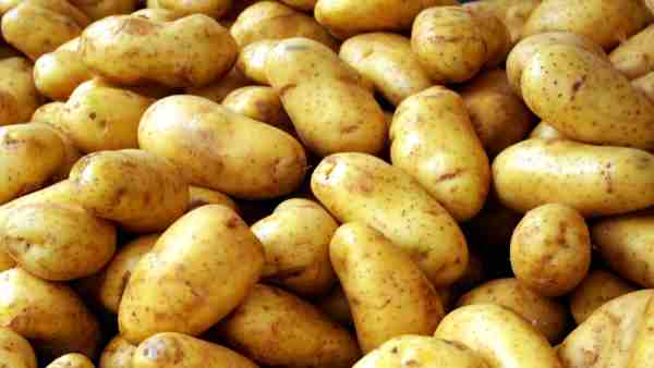 Xpotato 1607165546.jpg.pagespeed.ic .bRDzW8500w