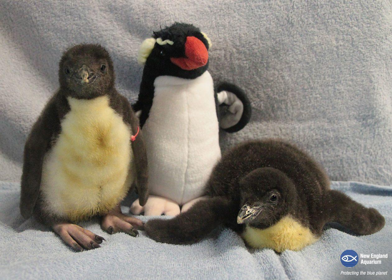 2017 penguins rocky chicks 1260x900 1