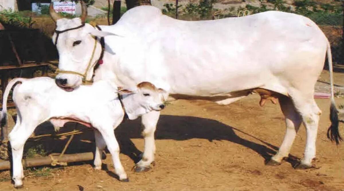 Gopashtami 2022