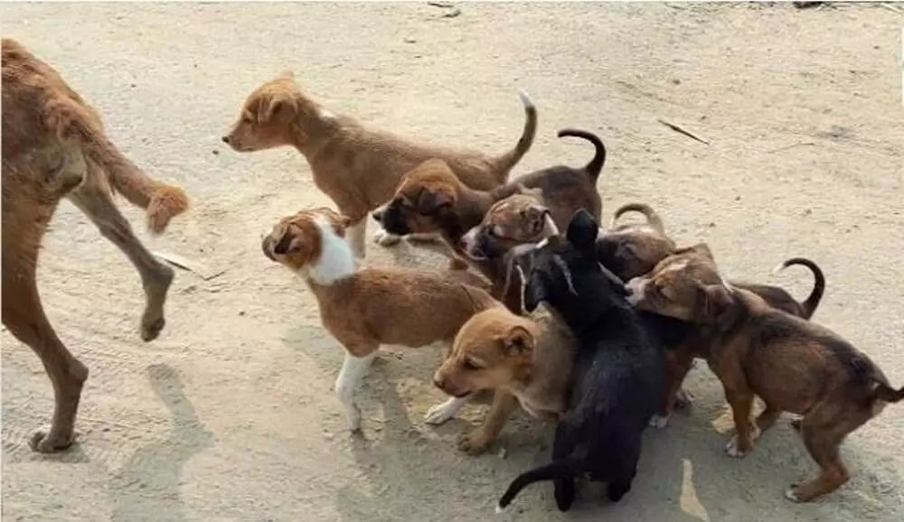 1773163 up news woman threw nine puppies into the pond all died case registered