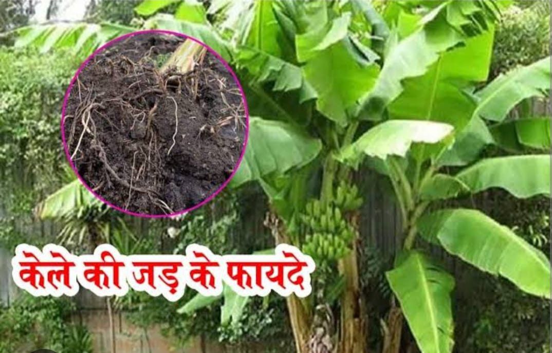 Astrology Tips: पेड़ों की जड़ों से बदले अपनी किस्मत ! अचूक हैं ये उपाय