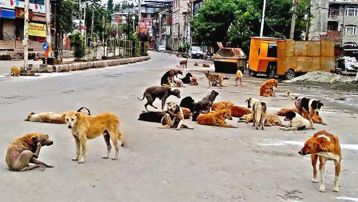 Street dogs
