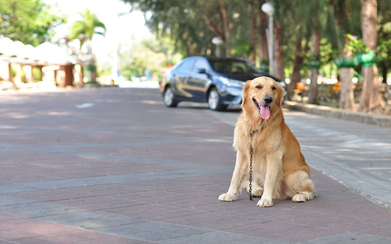 Dog