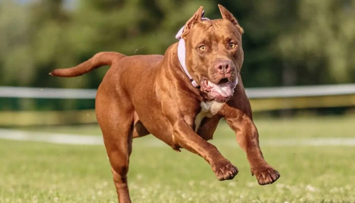 Pitbull