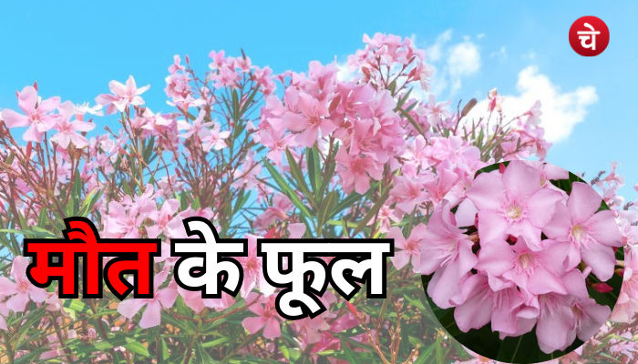 कानून के हत्थे चढ़ी 6