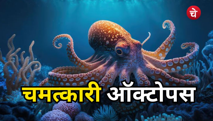 चमत्कारी ऑक्टोपस