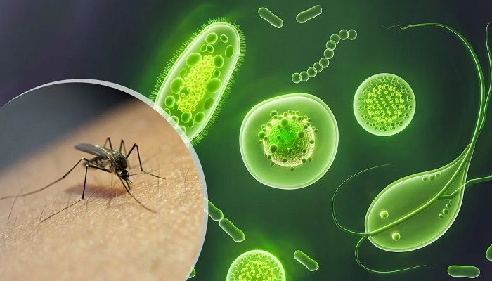 Virus
