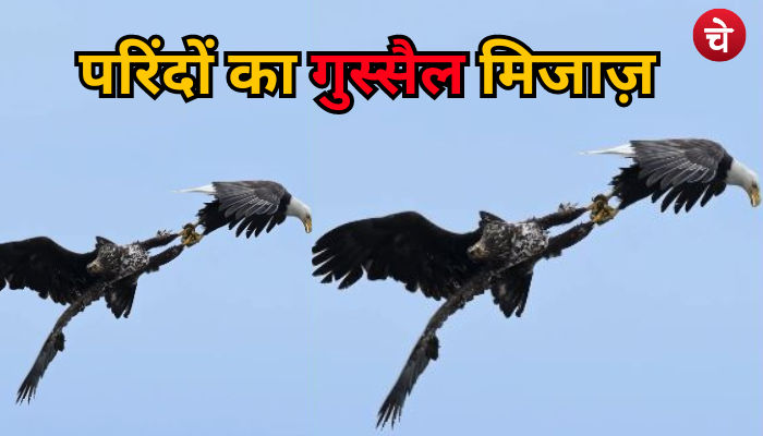 आसमानी परिंदे