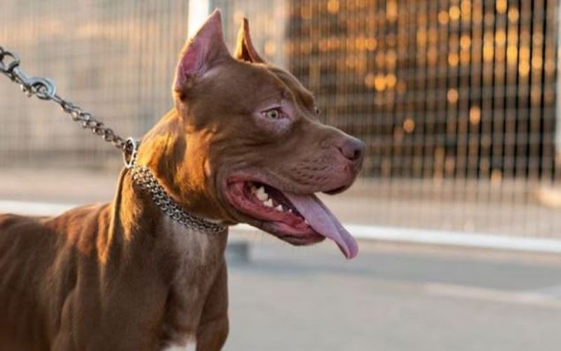 Pitbull Attack min