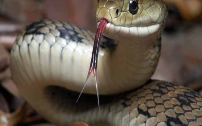 Snake 2
