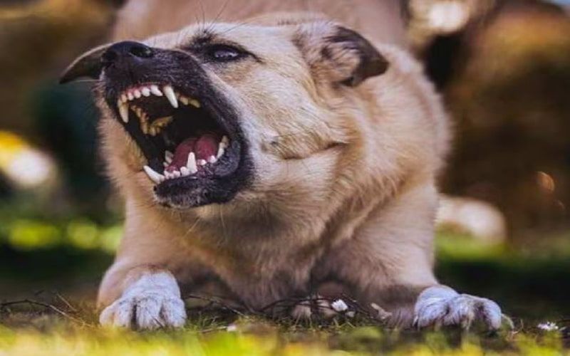 Dog attack min