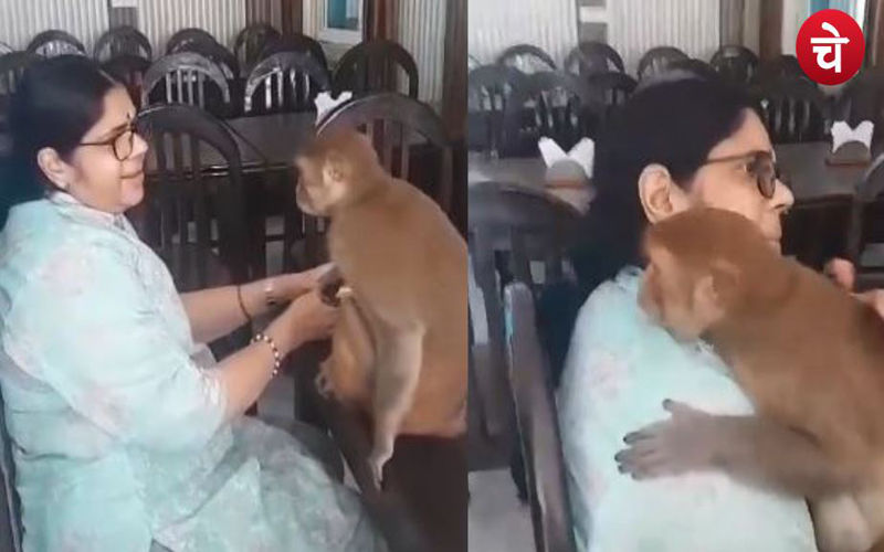 Monkey viral video