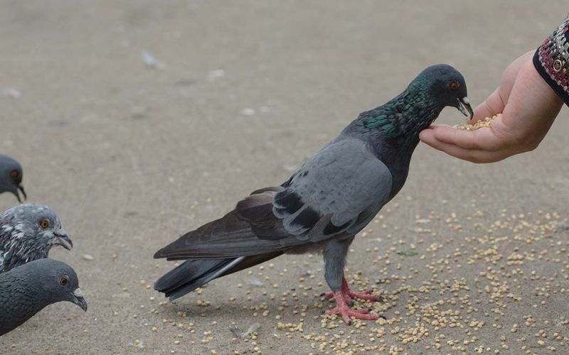 Pigeon
