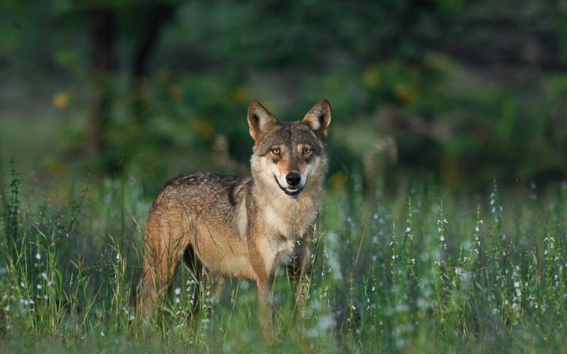 Wolves