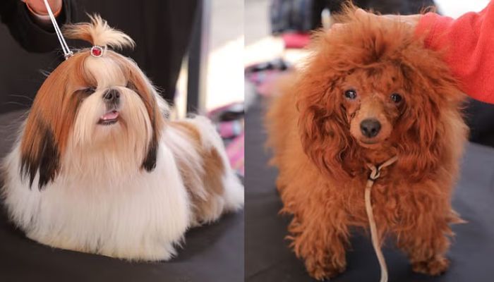 Dog Show