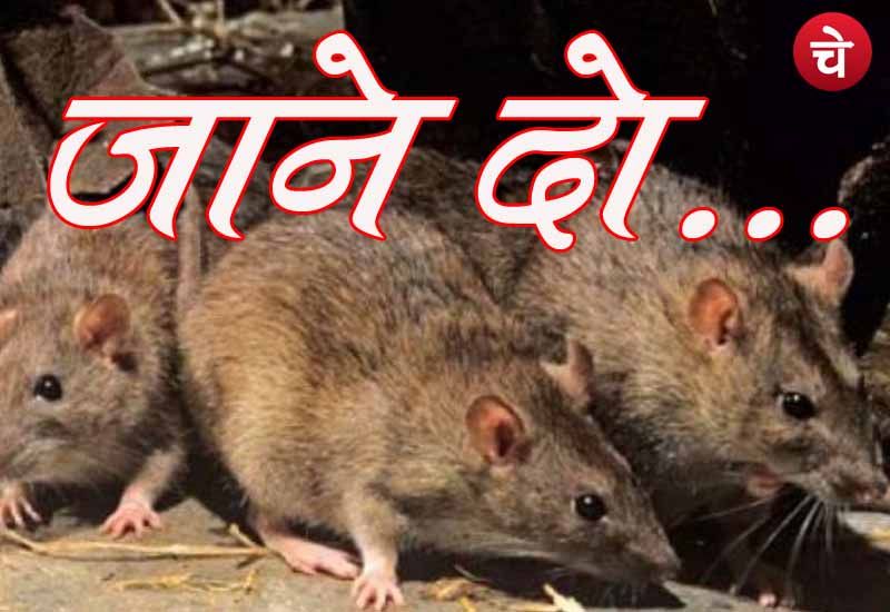 Rat