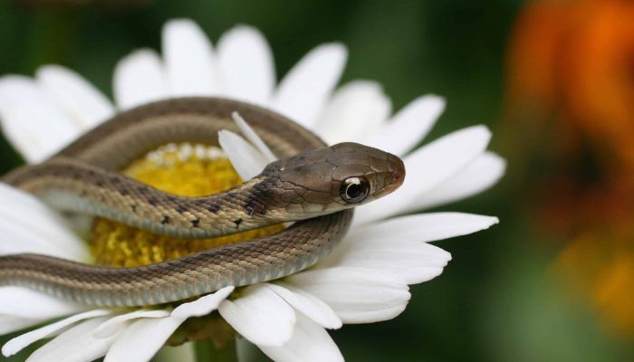 Most Dangerous Baby Snakes in the World