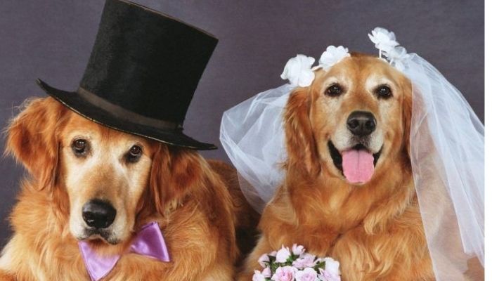 Dating App for dogs