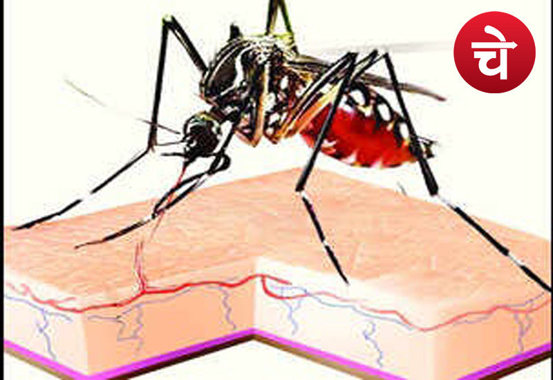 Mosquto