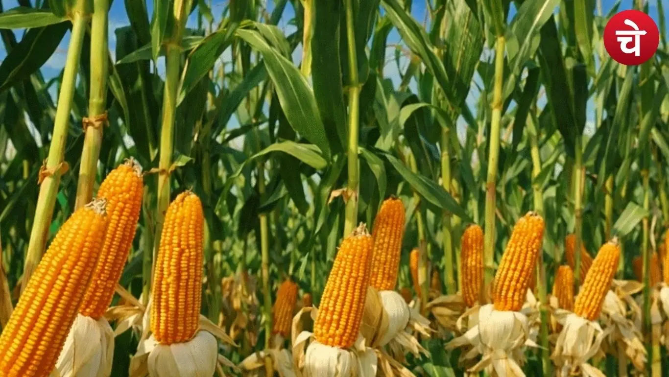 Corn cultivation