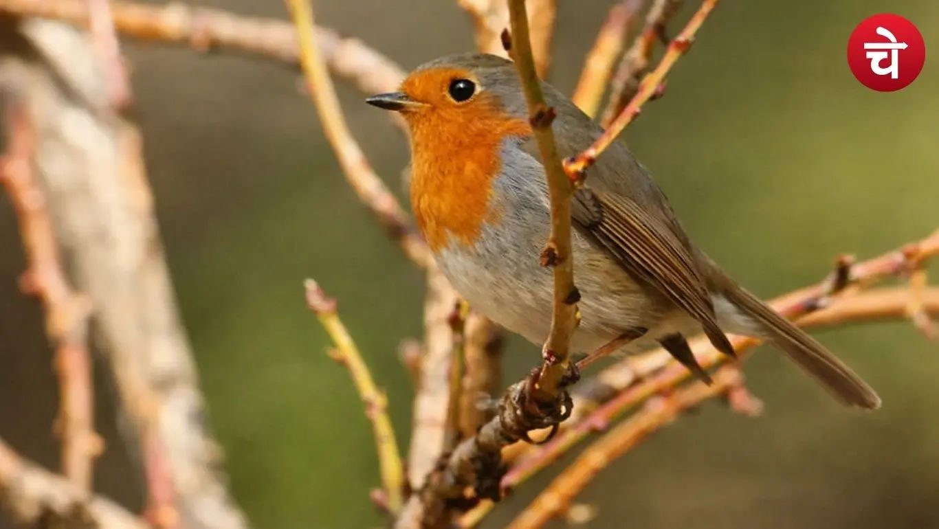 Indian birds