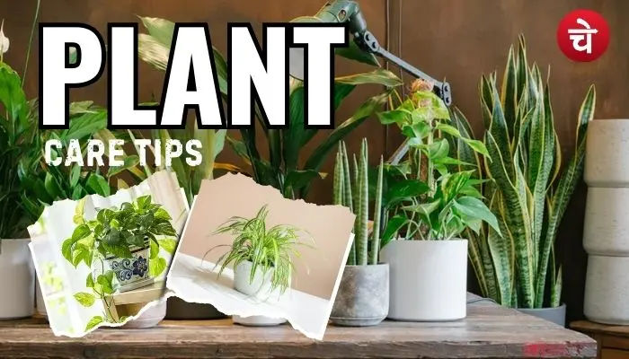 सर्दियों में कैसे करें पौधों की देखभाल? आज ही अपनाएं 5 आसान टिप्स