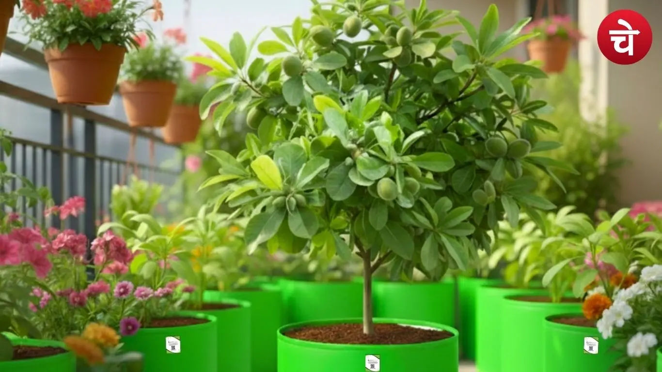 The most important thing for growing almonds in a pot