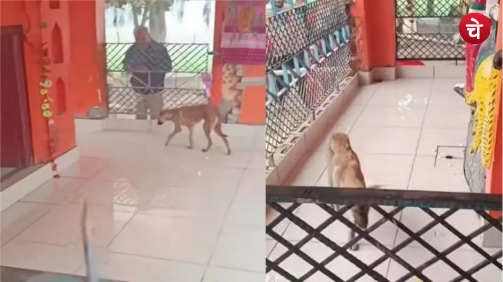 उत्तर प्रदेश का ‘भक्त कुत्ता’, मंदिर में घंटों देवी-देवताओं की करता रहा परिक्रमा, वीडियो वायरल