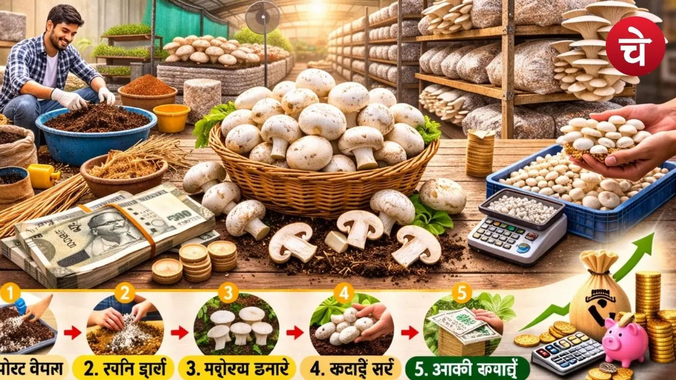 Organic mushroom cultivation0