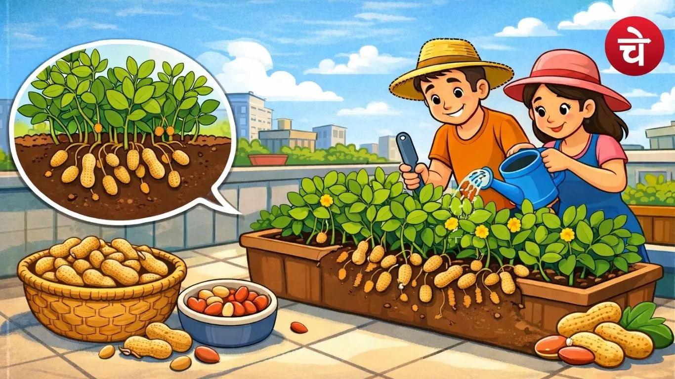 Peanut cultivation
