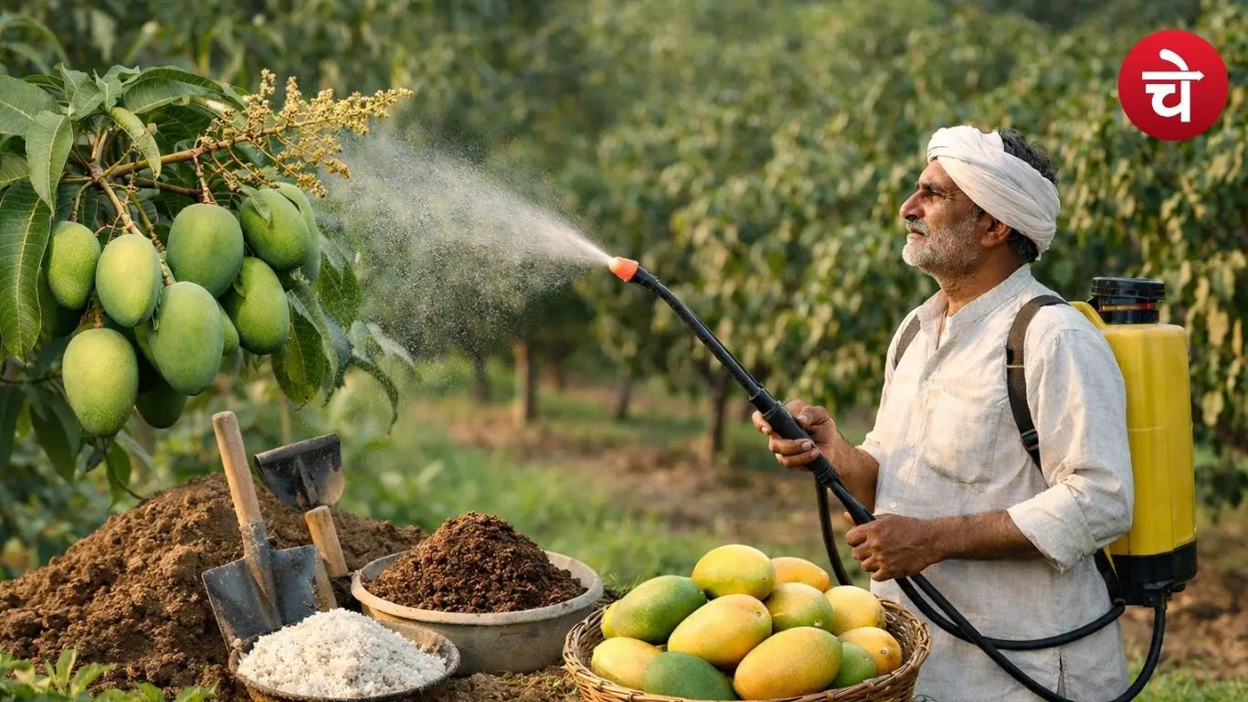 mango crop