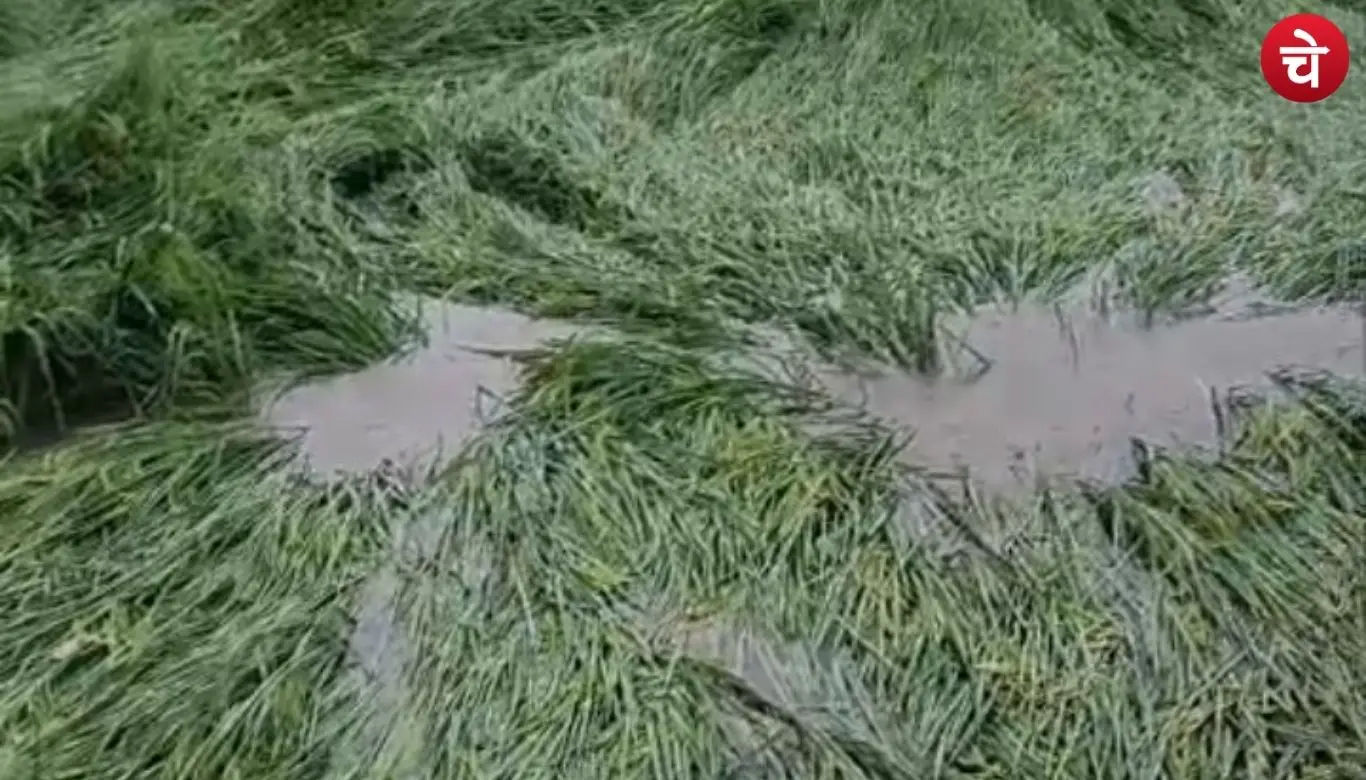 Crop damage