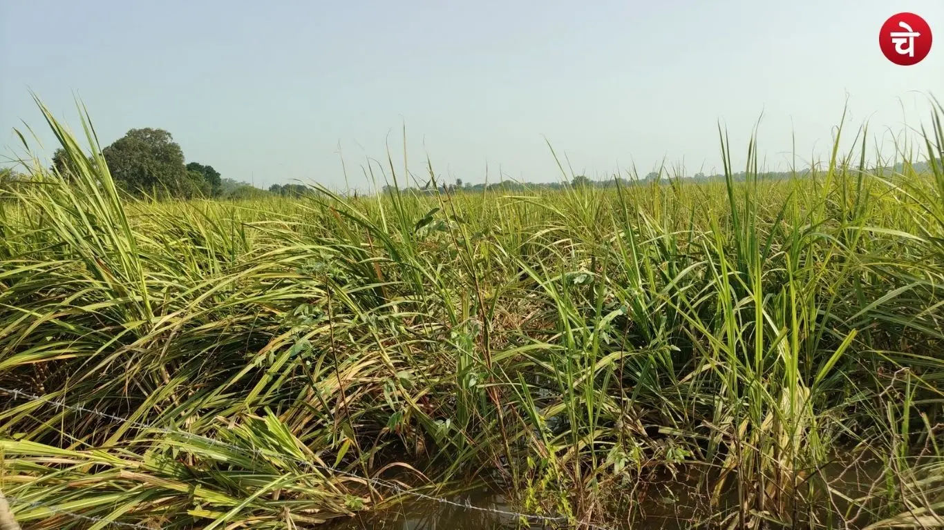 Crops submerged in the waters of the Ghaghara