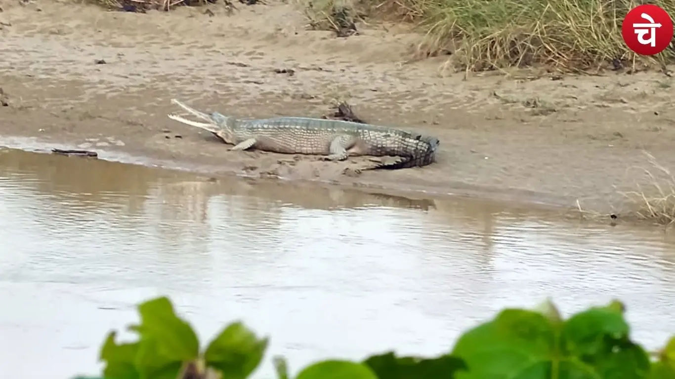 Gharial