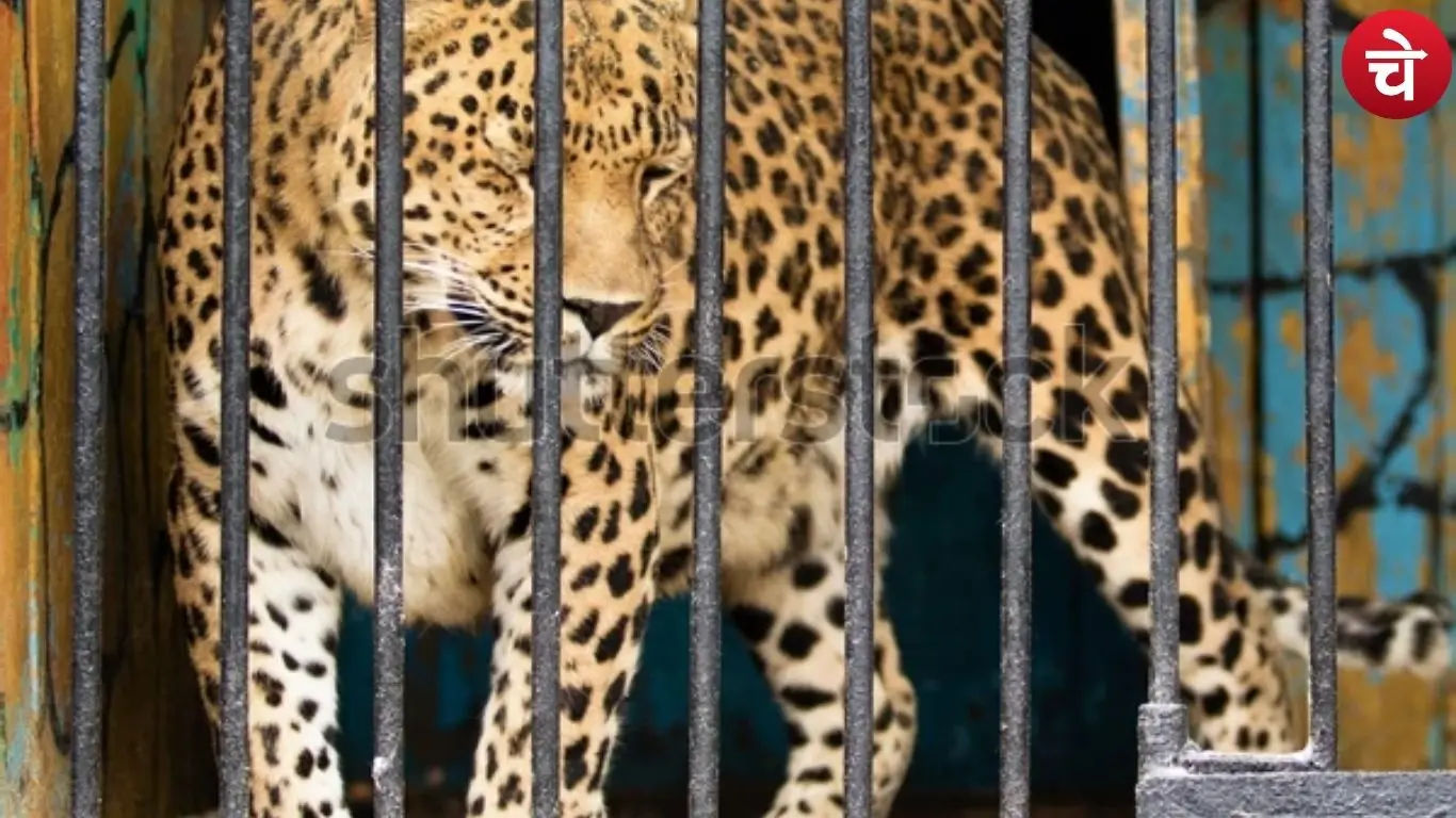 leopard