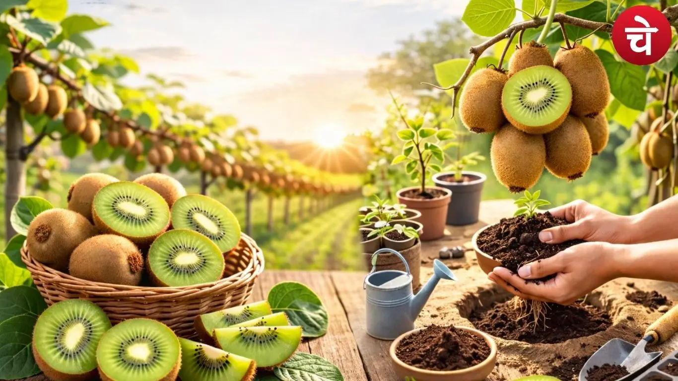 Growing Kiwi