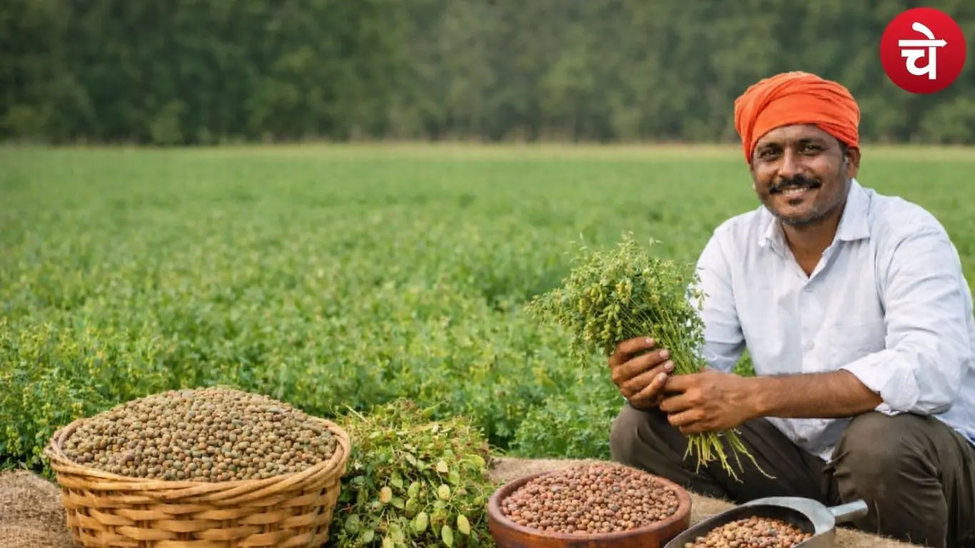Lentil cultivation
