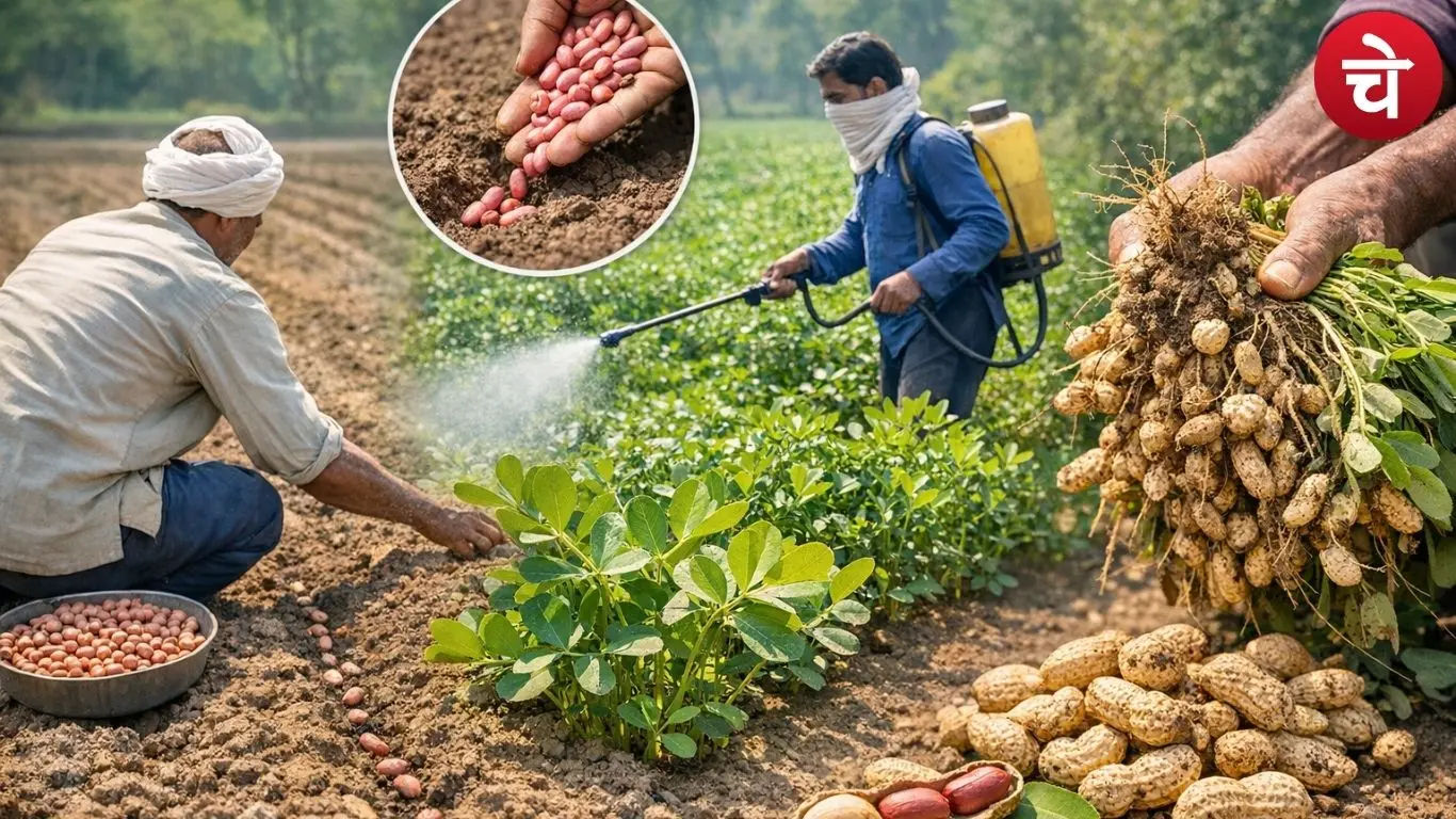 Peanut Farming