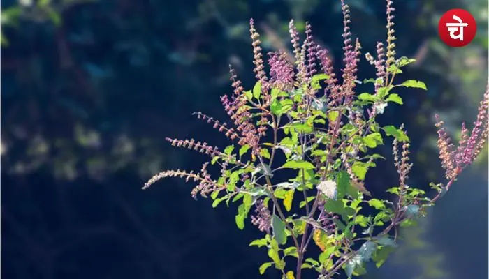 Tulsi
