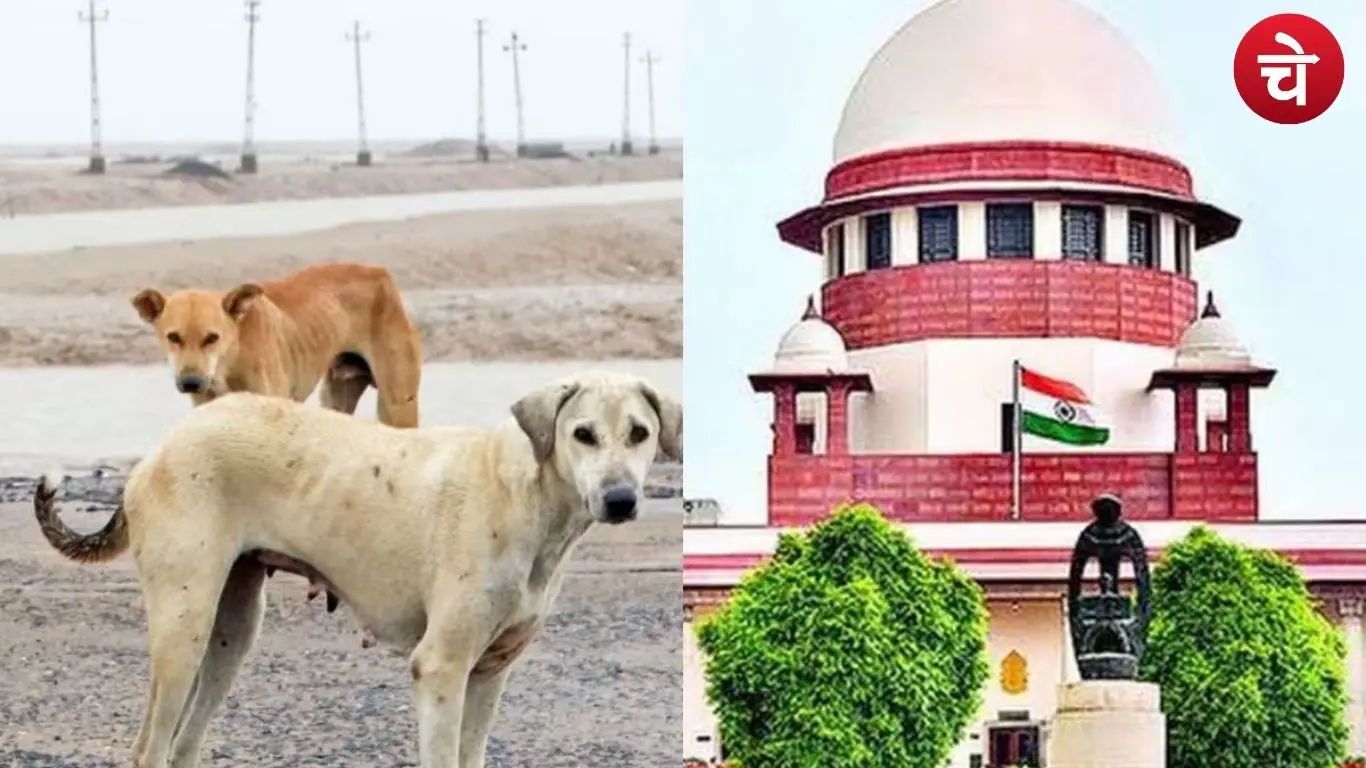SC on Stray Dogs