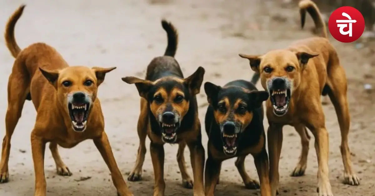 Stray Dogs