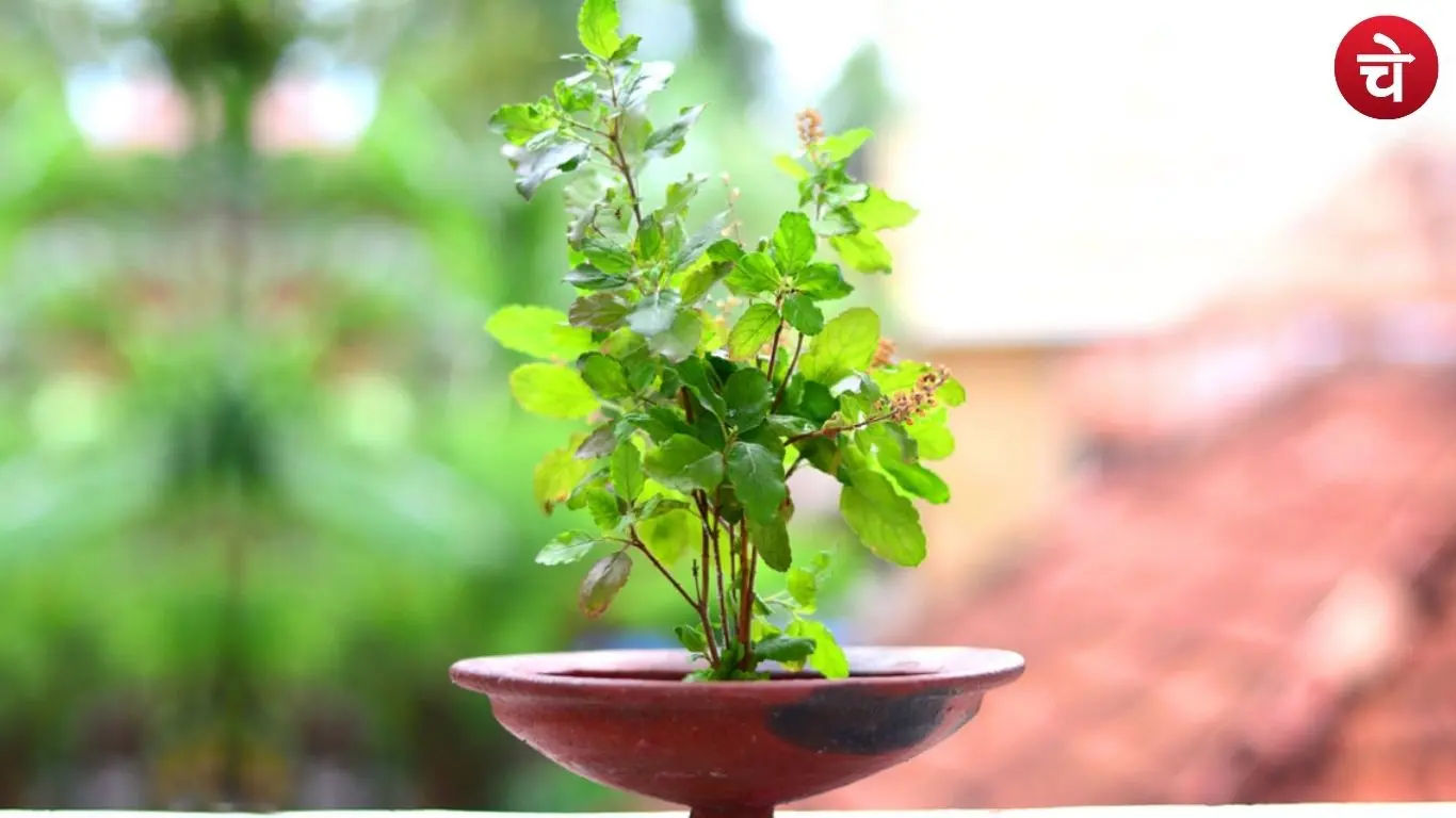 Tulsi Plant