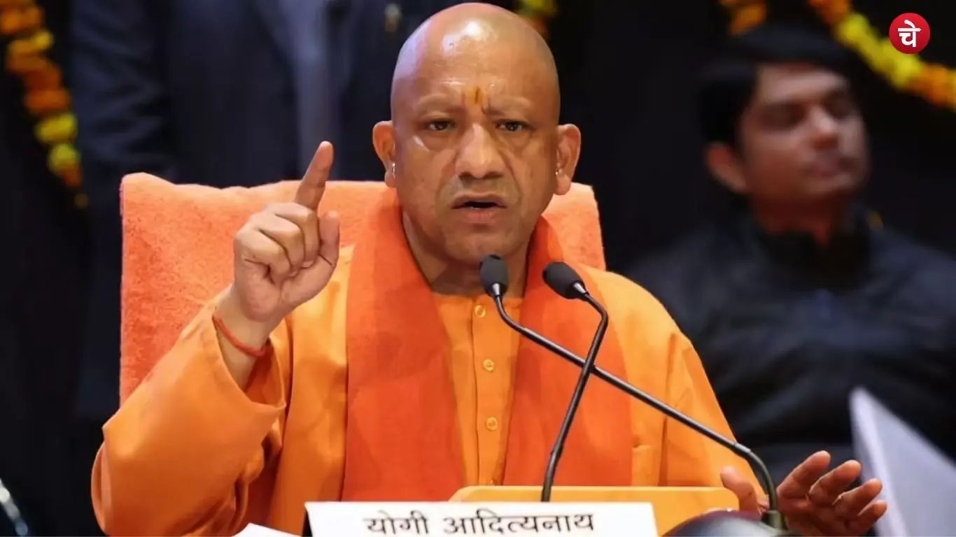 yogi (31)