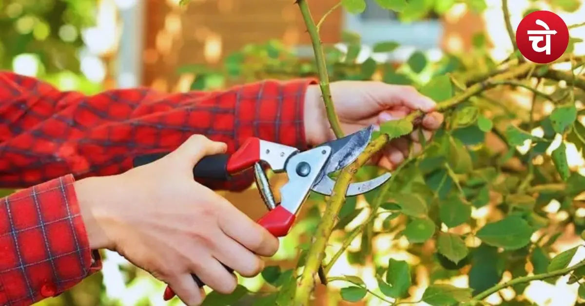 Monsoon Gardening