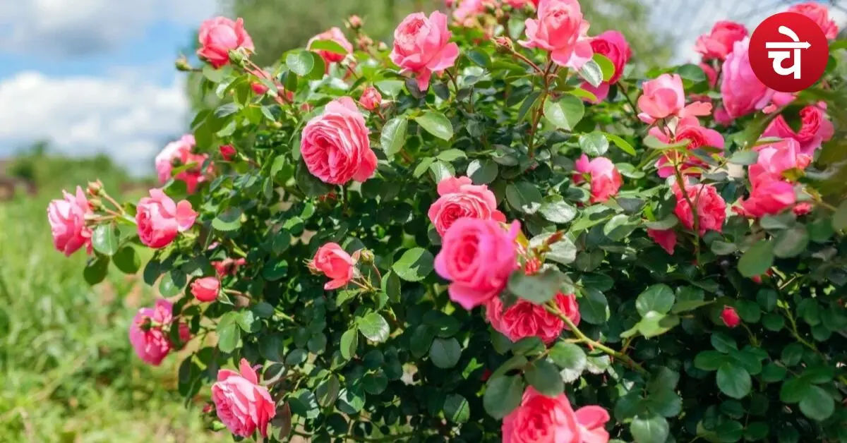Rose Plant Care Tips