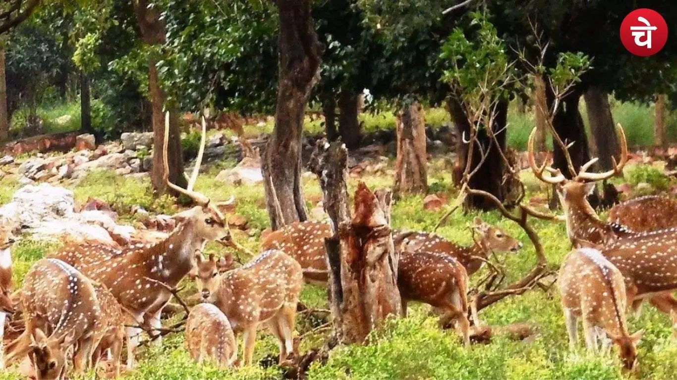 Deer Park